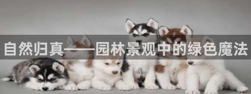 卧龙娱乐官网首页