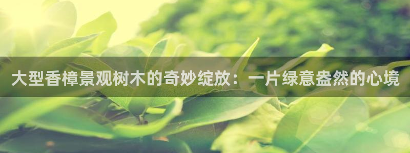 卧龙休闲娱乐收藏榜：大型香樟景观树木的奇妙绽放：一片绿意盎然的心境