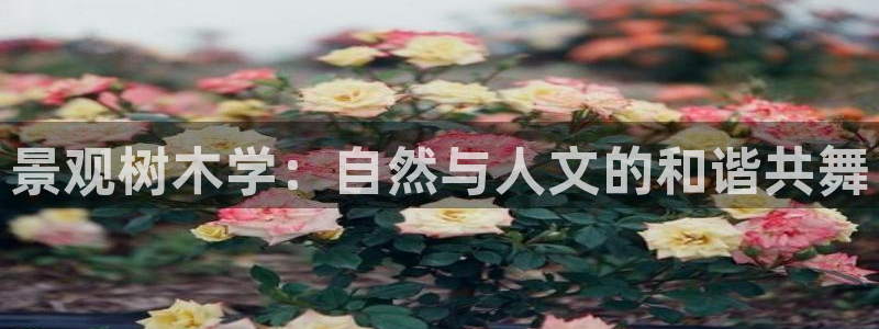 卧龙娱乐挂机软件