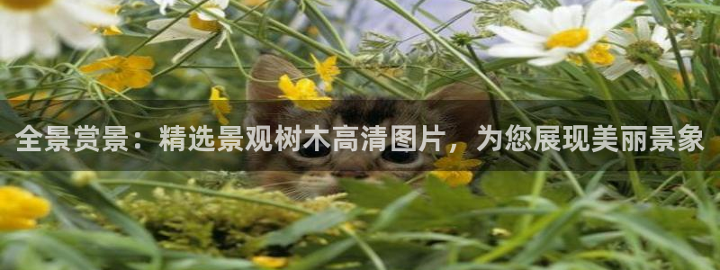 卧龙娱乐设备地址