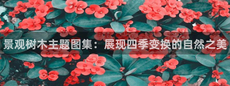 卧龙娱乐前：景观树木主题图集：展现四季变换的自然之美