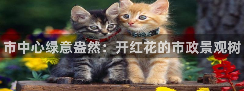 卧龙娱乐招商代理电话