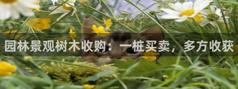 卧龙娱乐气垫项目投资