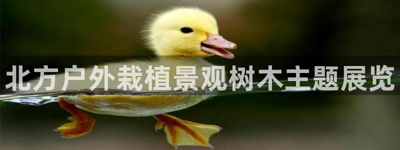 卧龙娱乐 找86555