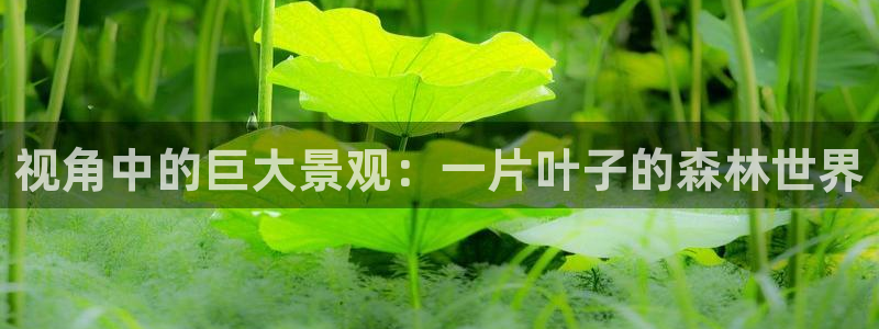 卧龙娱乐主管是谁