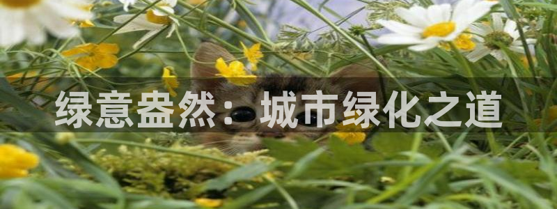 广丰卧龙城娱乐