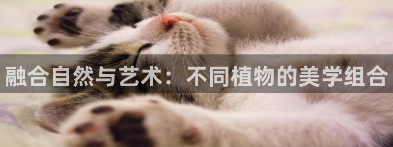 卧龙娱乐找382223