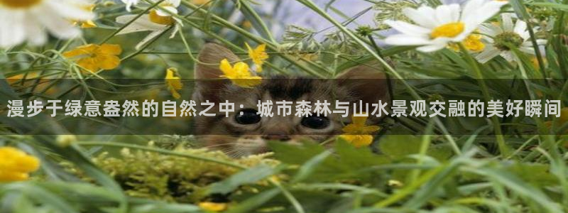 卧龙娱乐app下载安装