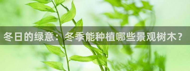 卧龙娱乐集团投注：冬日的绿意：冬季能种植哪些景观树木？
